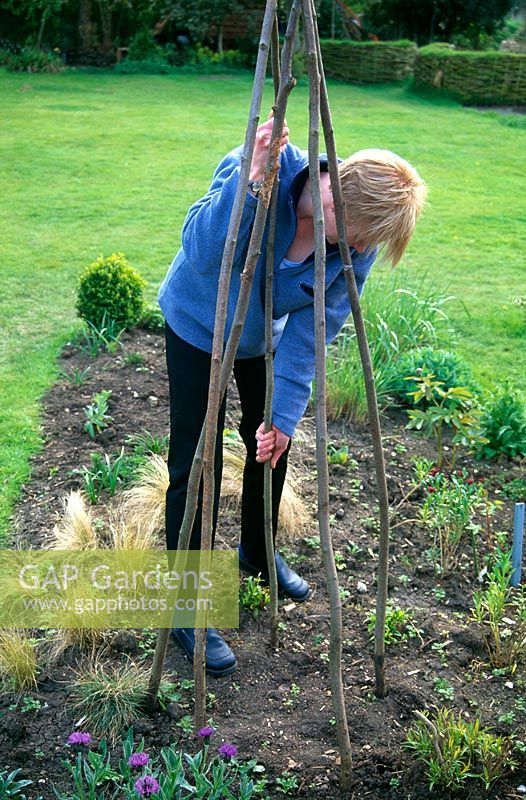 Woman making wigwam for sweet peas - Push 5 or 6 straight rustic poles into the ground