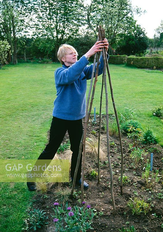 Woman making wigwam for sweet peas - Bind the tops of the poles together with wire or string