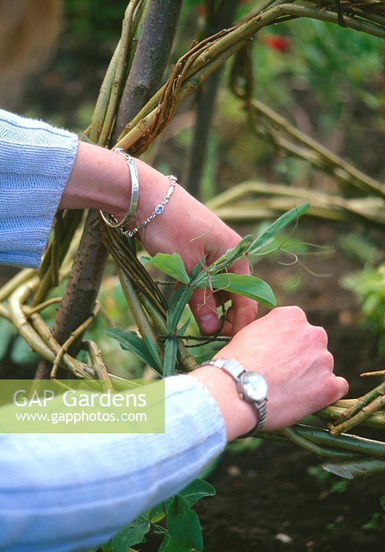 Woman making wigwam for sweet peas - Give the young plants a helping hand by using soft string to tie the stems to the wigwam. Continue tying in any wayward shoots as the 
season progresses.
