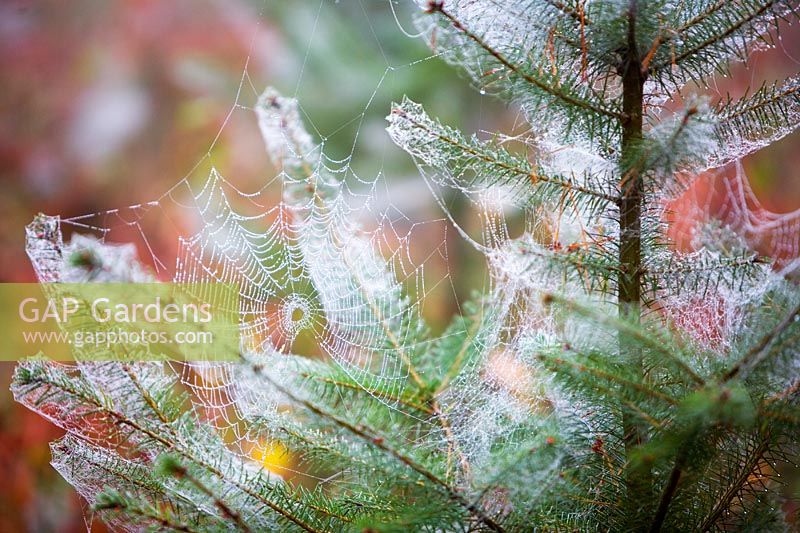 Spider webs on young Pinus tree with dew