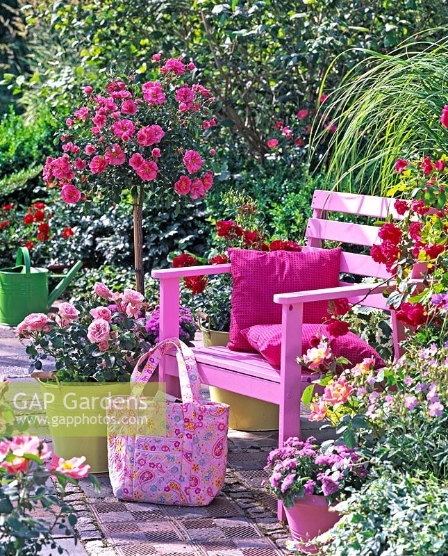 Pink wooden chair on patio with containers of Rosa 'Medley Pink', Rosa 'Leonardo da Vinci', Rosa 'Medley Red', Rosa 'Flammentanz' and Rosa 'Herzogin Frederike'