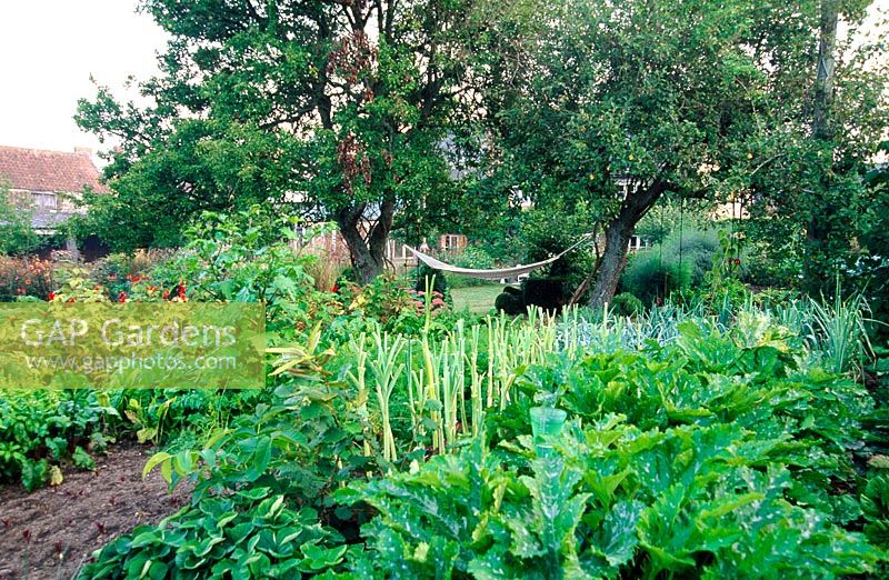 Vegetable patch with hammock in trees beyond - Yews Farm, Martock, Somerset