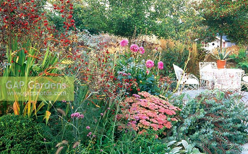 Mixed border adjoining seating area with Rosa glauca, Parahebe perfoliata, Sedum spectabile 'Autumn Joy', with seedheads of Crocosmia and Eryngiums - Yews Farm, Somerset