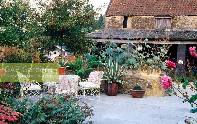 Seating area with potted Agaves, surrounded by Macleaya, Parahebe perfoliata, Sedum spectabile 'Autumn Joy', Dahlias and hawthorns - Yews Farms, Somerset