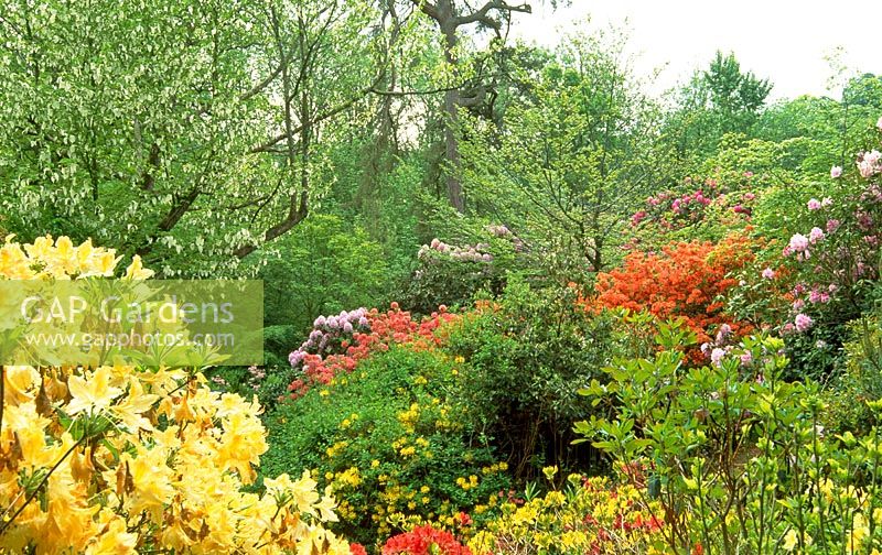 SPring garden with Rhododendron luteum and Davidia involucrata view into the valley garden, Minsterne Gardens, Dorset.