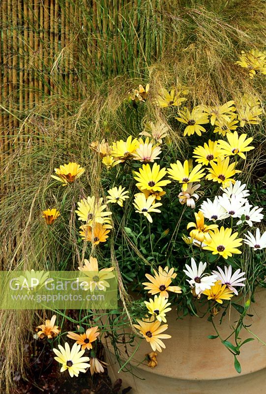Osteospermum 'Symphony Mixed' with Stipa tenuissima spilling out of a tall terracotta pot 