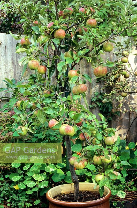 Malus 'Elstar' - Dwarf Apple tree planted in a frost proof terracotta pot and laden with fruit