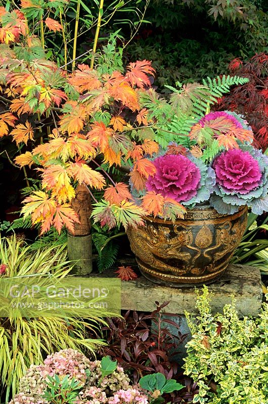 Mixed autumn containers - Acer japonicum 'Aconitifolium' growing in a slip sculpted dragon pot from China and underplanted with Brassicas. A small statue of a Samurai warrior is visible under the maple canopy