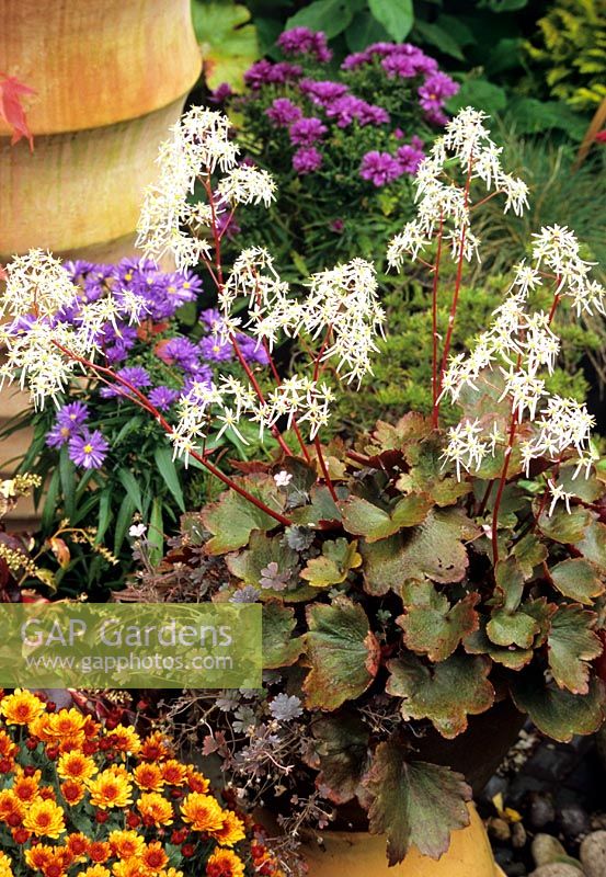 Saxifraga fortunei 'Blackberry and Apple Pie' growing in a shallow bowl with Chrysanthemum
