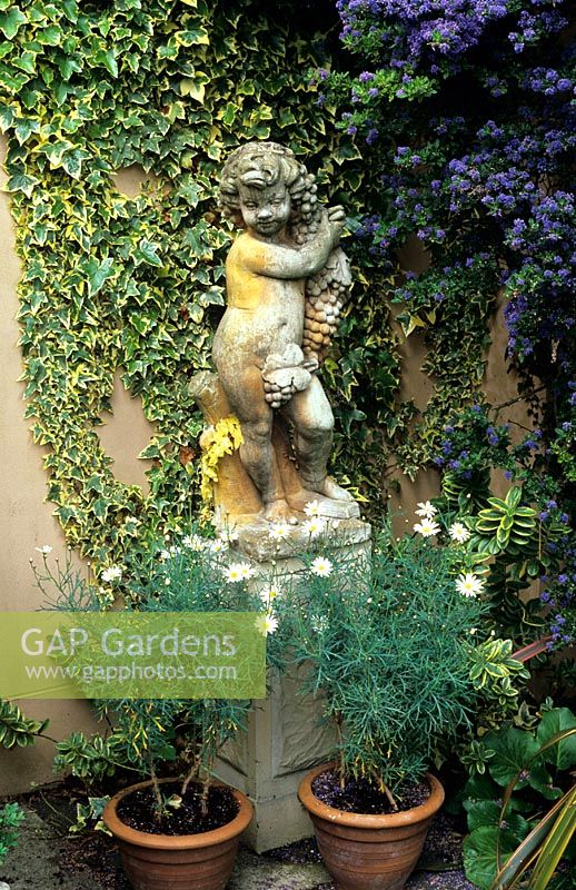 Classical cherub statue on plinth backed by Ceanothus and variegated Hedera