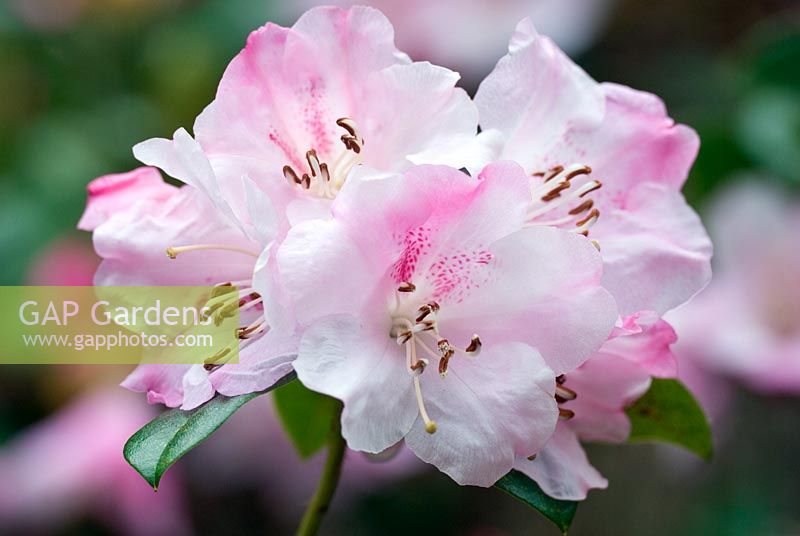 Rhododendron 'Clipinense'