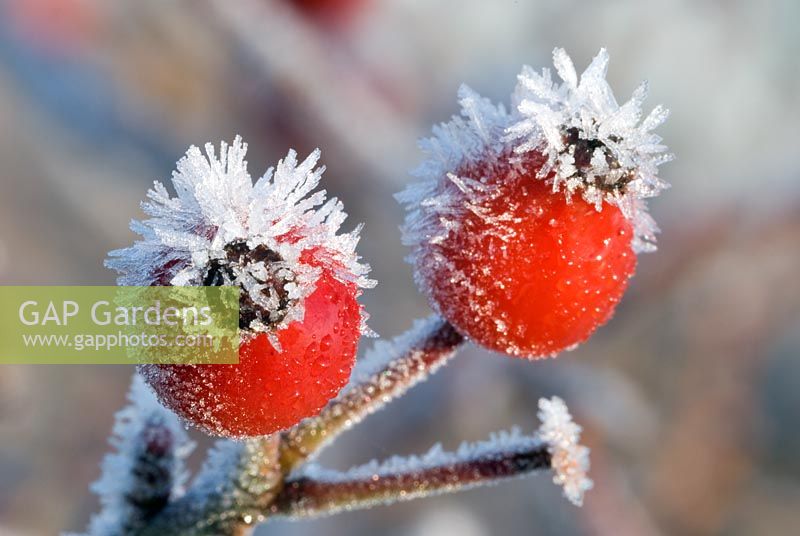 Rosa Canina - Frost covered fruits of Dog Rose