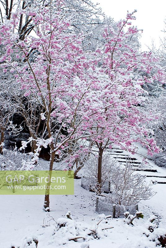 Prunus 'Matsumae Beni Yutaka' - Young snow covered trees in April