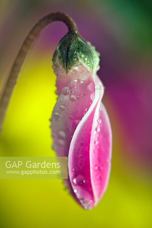 Cyclamen - Partially opened flower bud with water droplets