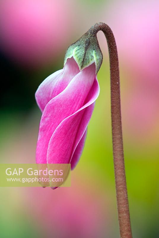 Cyclamen - Partially opened flower bud