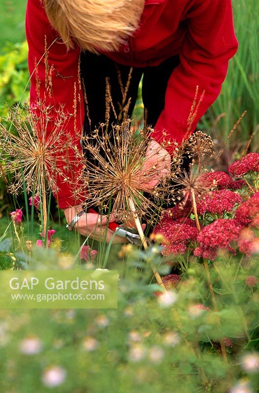 Woman collecting Allium seedheads