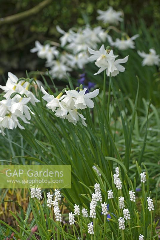 Narcissus 'Thalia' and Muscari botryoides 'Alba'