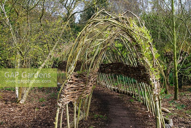 Living Willow archway forming tunnel