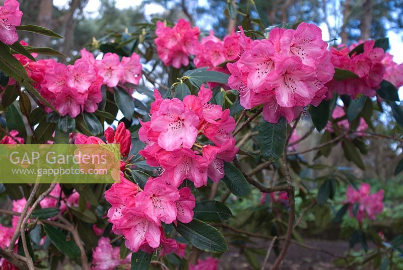 Rhododendron 'Gilian'