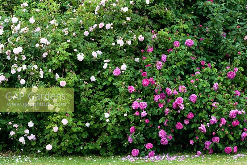 Rosa - Hedge of old fashioned Roses