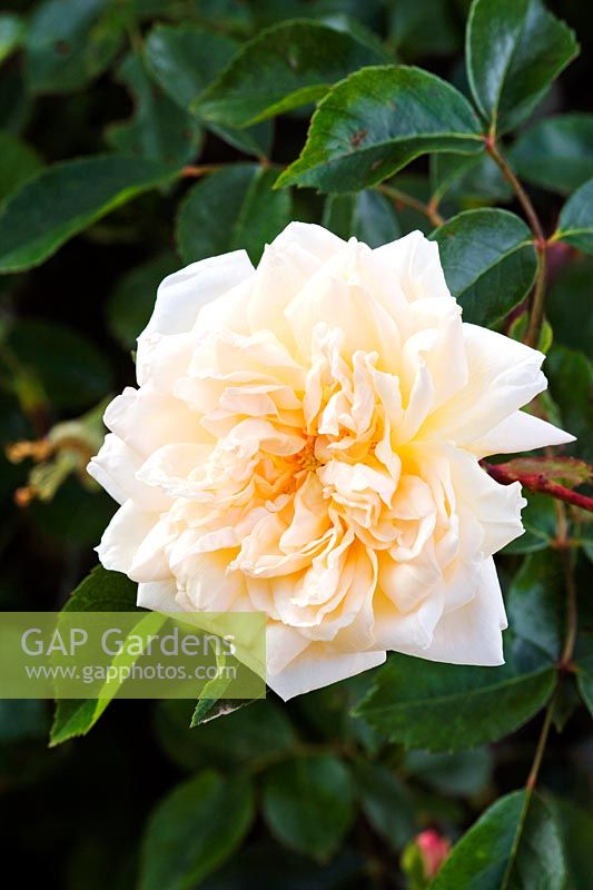 Rosa 'Gardenia'