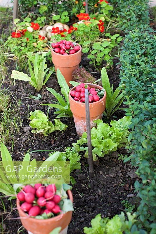 Radishes in terracotta pots standing in the vegetable garden with lettuce and nastursums growing, surrounded by small Buxus hedge, Maja's garden for children, Sofiero Castle, Sweden