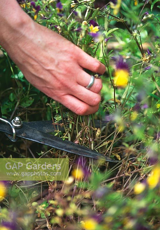 Cutting back Violas