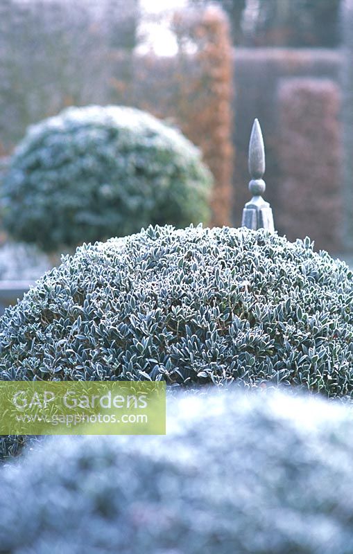 Frosted evergreen topiary in formal country garden