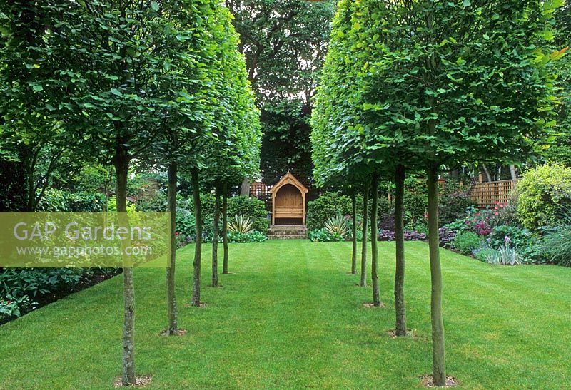 Large urban town garden with pleached Hornbeam trees leading to arbour