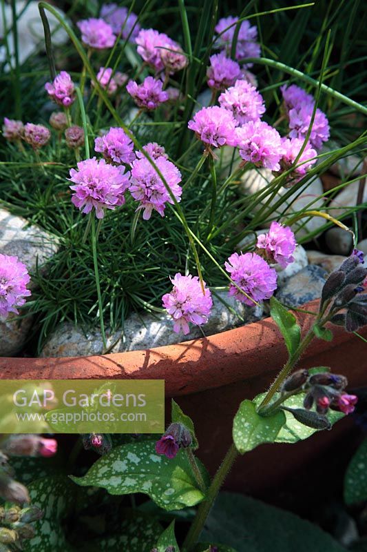 Armeria caespitosa 'Bevan's Variety' in large terracotta pot with beach pebbles