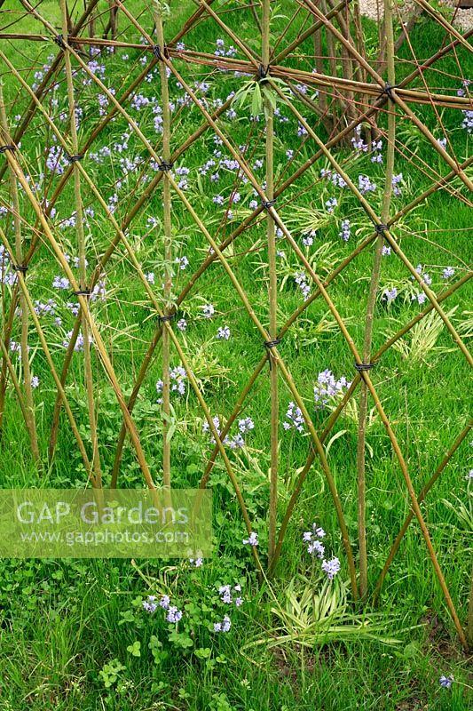Decorative willow fence formed by pushing live willow wands into the soil - Bluebells emerging from the grass