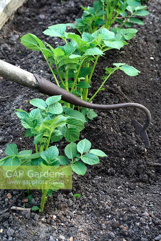 Solanum tuberosum 'Charlotte' - Using garden hoe to earth up organic Potatoes