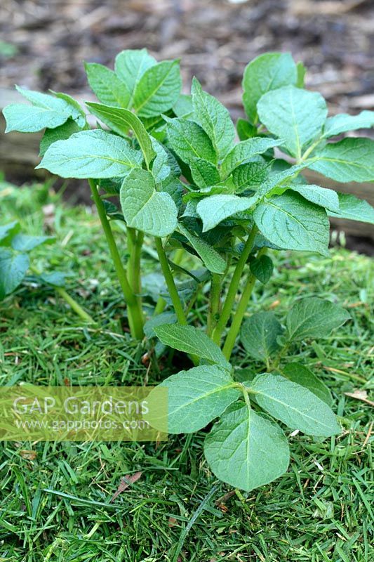 Solanum tuberosum 'Epicure' - Organic Potatoes with fresh grass clippings as a mulch