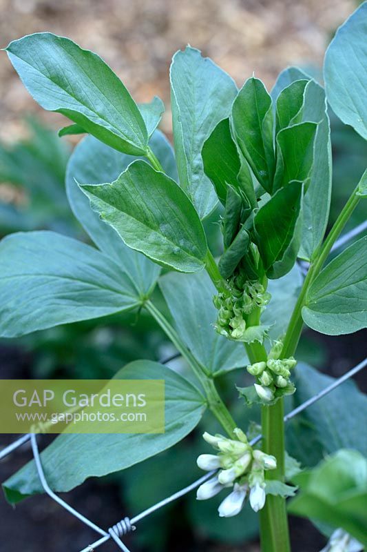 Vicia faba 'Green Windsor' - Organic Broad Beans growing through wire frame for support, a Heritage variety of 1809