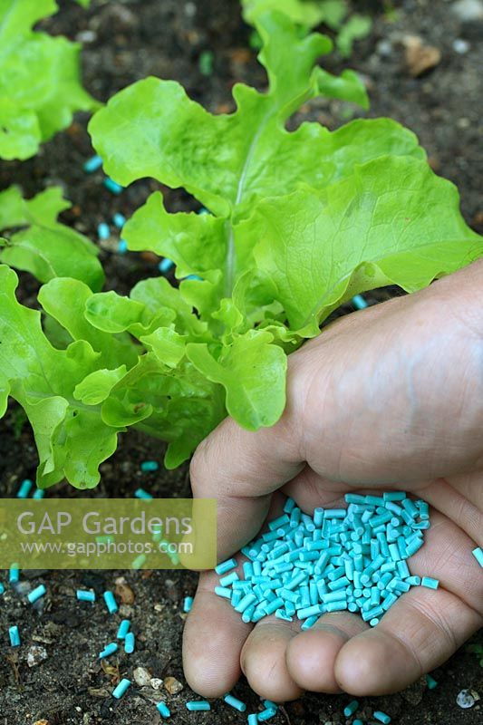 Organic pest control - Applying organic slug pellets containing Ferric Phosphate to young Lettuce plants