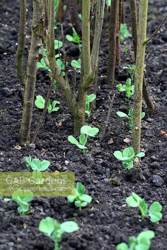 Natural sticks placed in the ground ready to support Pea seedlings as they climb upwards