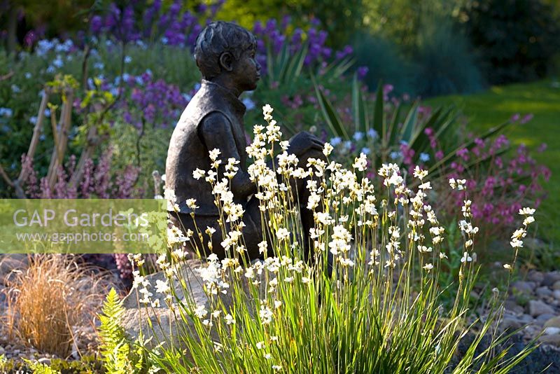 Backlit Libertia paniculata with statue of 'Boy on a Rock' by Jane Hogben in the background
