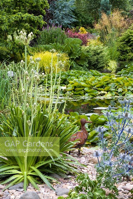 Eryngium x oliverianum and Eryngium agavifolium planted in a bed covered with pebbles and rocks - Pond with Nymphaea beyond