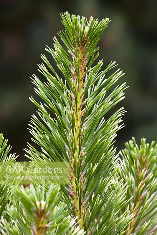 Pinus radiata 'Marshwood' 