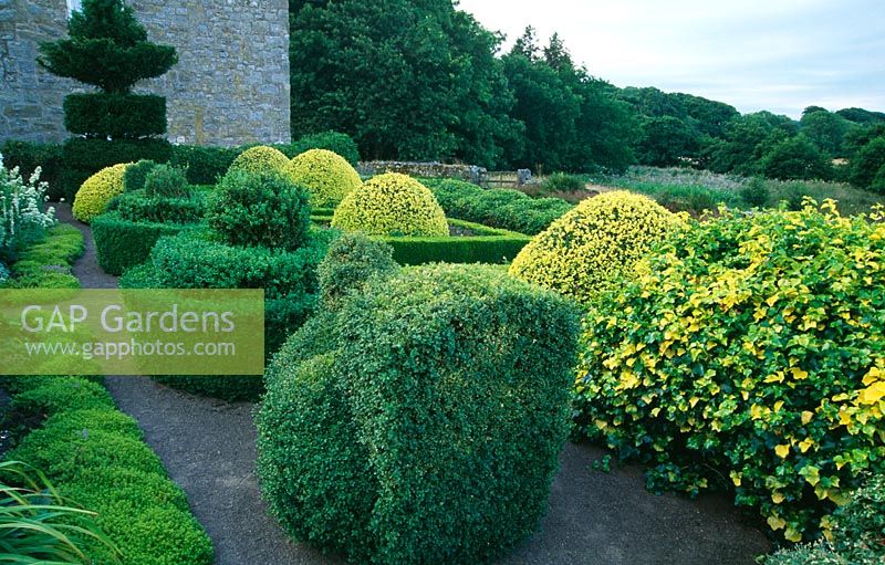 Formal garden including topiary box and yew, variegated ivy and narrow border edged with thyme - Herterton House, nr Cambo, Morpeth, Northumberland