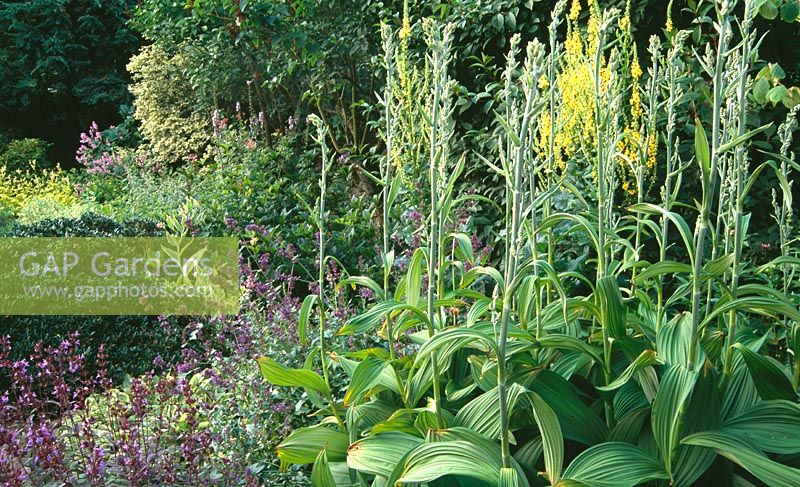 Veratrum, Verbascum and flowering Salvia in the physic garden - Herterton House, nr Cambo, Morpeth, Northumberland