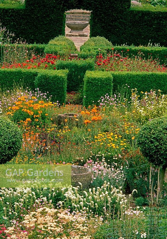 Flower garden including Lysimachia clethroides, Alstroemeria aurea ' Dover Orange', Scabious, Geraniums and Monarda didyma with box topiary and box and yew hedging - Herterton House, nr Cambo, Morpeth, Northumberland
