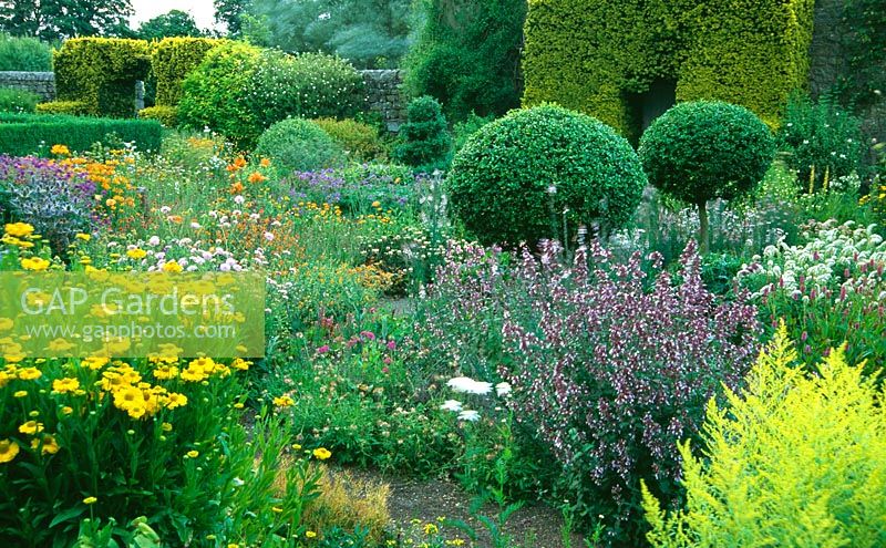 Flower garden including golden rod, Helenium 'Butterpat', scabious, Geraniums, Alstroemeria aurea 'Dover Orange', with box topiary and yew hedging - Herterton House, nr Cambo, Morpeth, Northumberland