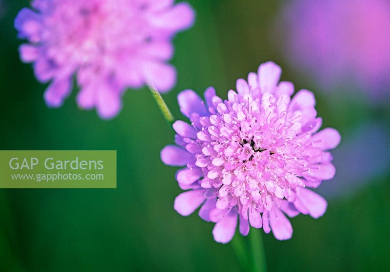Scabiosa - Scabious flower - Herterton House, nr Cambo, Morpeth, Northumberland