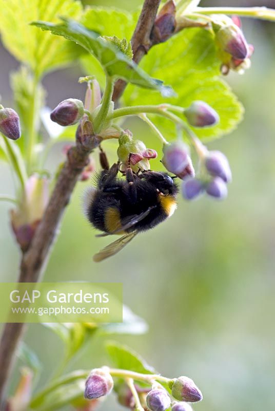 Ribes nigrum - Blackcurrant flowers with a visiting bee in the organic vegetable garden at Gowan Cottage, Suffolk