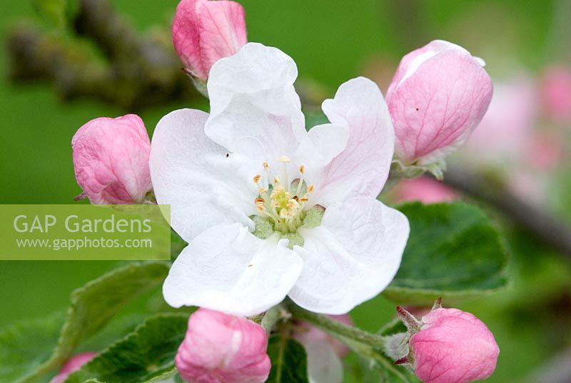 Apple blossom - Malus 'Egremont Russet' - Gowan Cottage, Sufolk