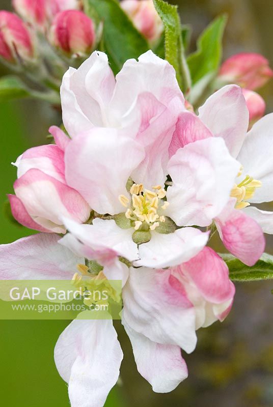 Apple blossom - Malus in early May at Gowan Cottage