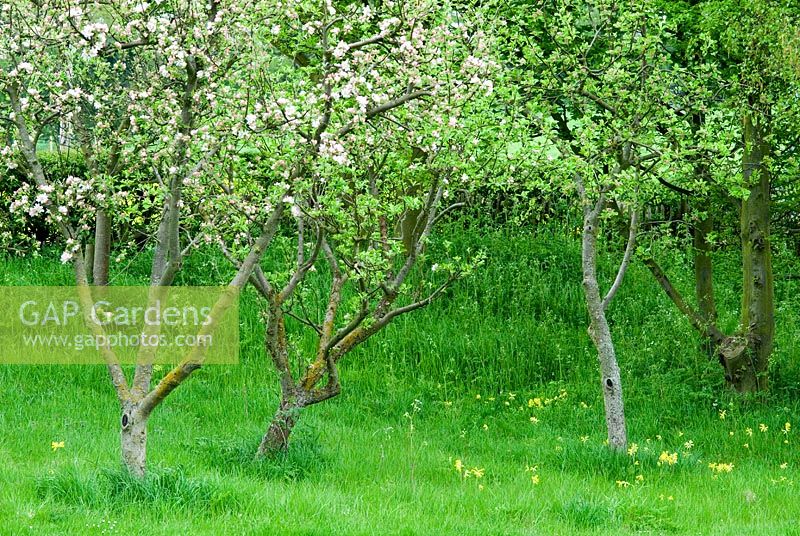 Orchard of old apple trees including Malus 'Kingston Black' - Cider apples in blossom with Primula veris - Cowslips growing in long grass - Gowan Cottage