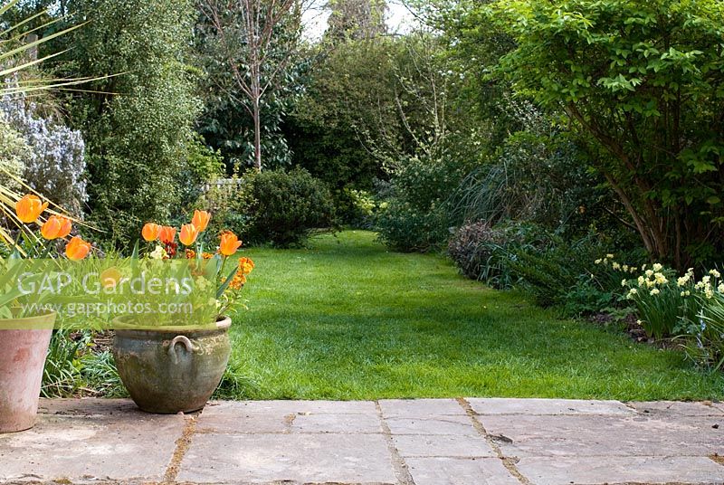 Tulipa 'General de Wet' and Erysimum in terracotta pots on a stone patio leading to a narrow lawn with trees and shrubs - includes Betula albo-sinensis var. septentrionalis behind bench Pittosporum and Choisya 'Aztec Pearl'. Narcissus 'minnow' AGM
