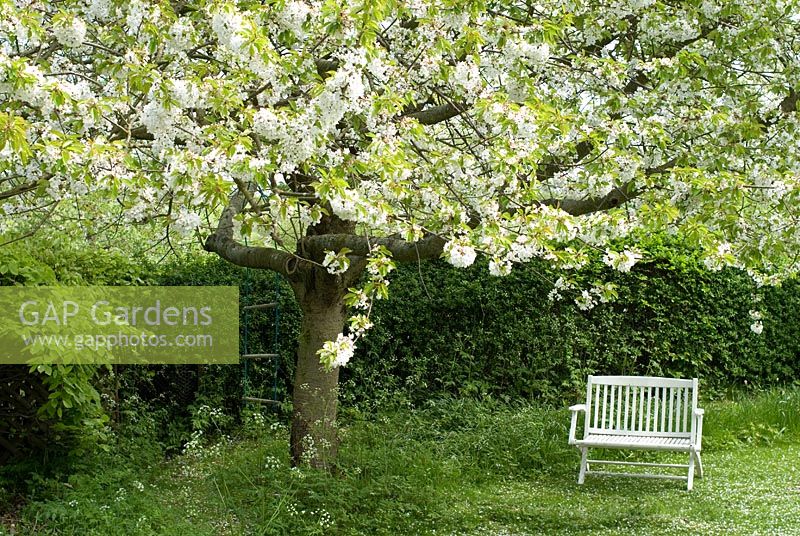 Prunus avium - Common Wild Cherry tree of 37 years old in blossom at the beginning of May with a white wooden bench at Gowan Cottage, Suffolk